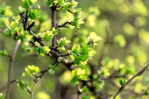 Весенние Листья Свежие Молодые Листья Ветке — стоковое фото