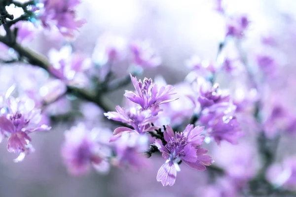 Ramos Florescidos Folhas Primavera Feitas Com Roxo Cor Filtro Rosa — Fotografia de Stock