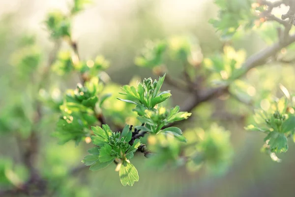 Primavera Arrivata Natura Sveglia Foglia Primaverile Foglie Primaverili — Foto Stock