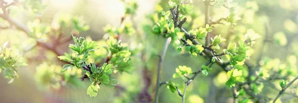 Skönhet Naturen Våren Blad Naturen Vaken Har Våren Kommit Royaltyfria Stockbilder