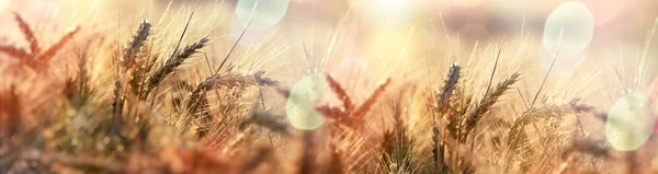 Mooie Tarweveld Zonsondergang Schemering Tarweveld — Stockfoto