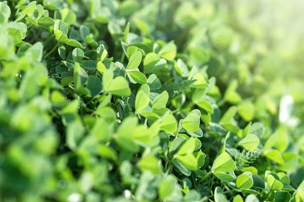 Young Fresh Clover Shamrock Spring Meadow — Stock Photo, Image