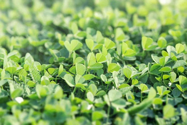 Beautiful Background Green Clover Leaves Clover Meadow — Stock Photo, Image