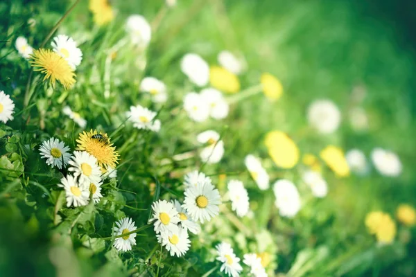 Abeille Abeille Domestique Sur Des Fleurs Pissenlit Deisi Dans Prairie — Photo