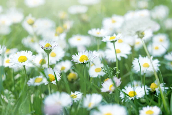 草地上的雏菊花 草地上的春天 美丽的大自然 — 图库照片