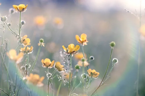 Buttercup Çiçek Ilkbaharda Çayırda Çiçekli Sarı Çiçek — Stok fotoğraf