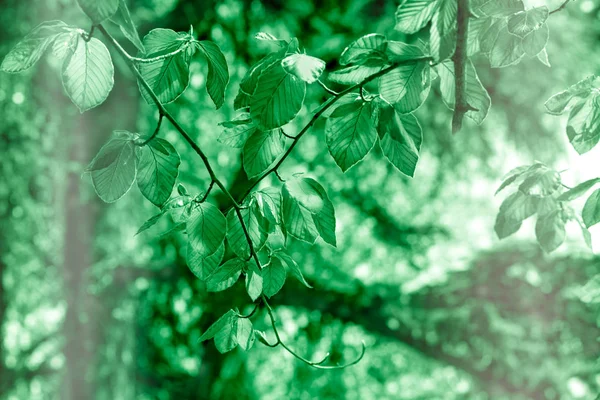 Jeunes Feuilles Printanières Jeunes Feuilles Fraîches Sur Branche — Photo