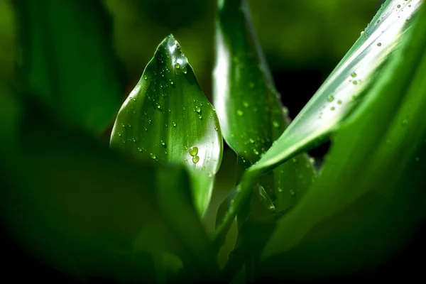 水滴クローズアップ 雨の後に葉に滴 — ストック写真