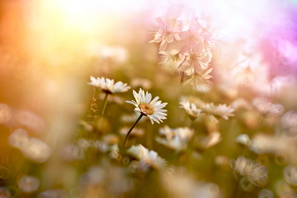 Daisy flower, sunset in meadow of daisy flowers
