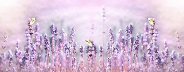 Selective Focus White Butterfly Lavender Flower Flower Garden — Stock Photo, Image