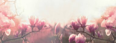 Manolya çiçeği, ilkbaharda güzel çiçekli Manolya çiçekleri 