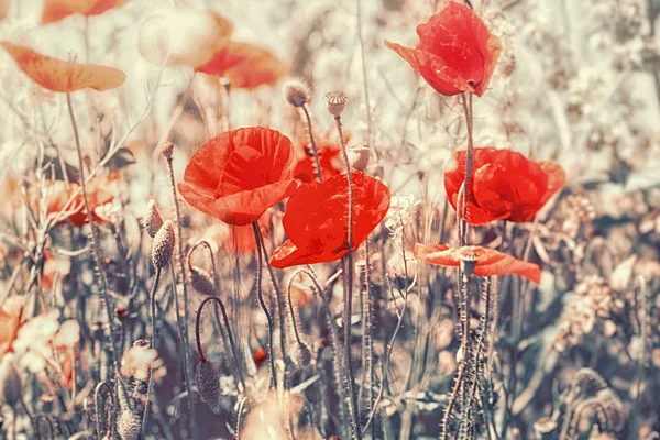 Beautiful Flowering Meadow Flowers Blooming Red Poppy Flowers — Stock Photo, Image