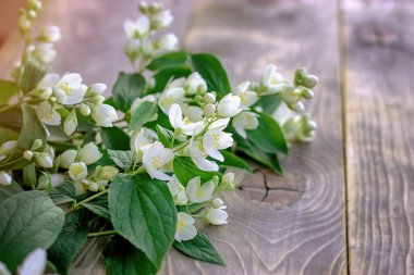 Yasemin çiçek , çiçek yasemin dalları 