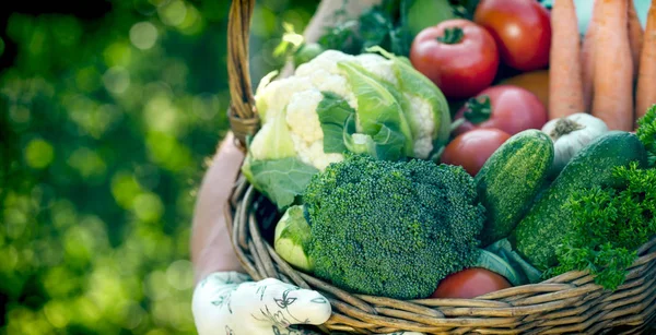 Frisches Bio Gemüse Eine Frau Hält Einen Korb Mit Vegetab — Stockfoto