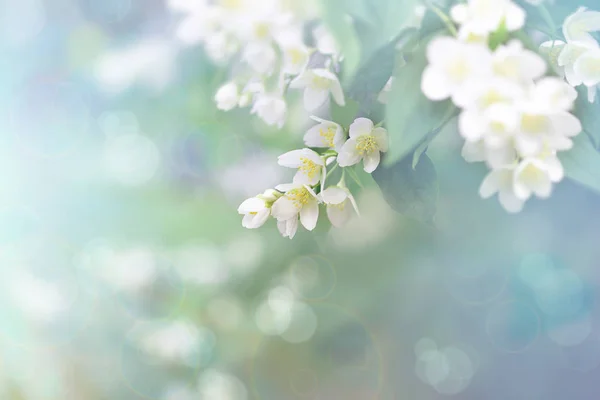 Jasmína Větev Nádherných Jasmína Květin — Stock fotografie