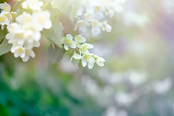 Hermosa Naturaleza Primavera Rama Florecida Jazmín —  Fotos de Stock