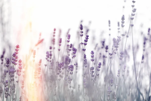 Vacker Lavendel Blomma Selektiv Och Mjukt Fokus Lavendel — Stockfoto