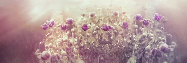 Beautiful Poppy Flower Sunset Meadow Poppy Flowers Purple Poppy Flower — Stock Photo, Image