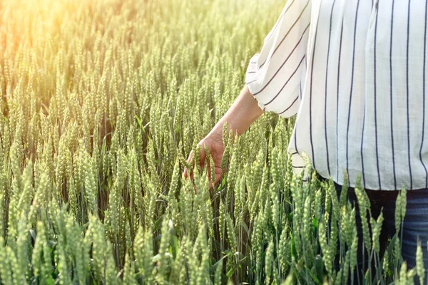 女性は熟していない小麦に触れ 女性は小麦を手に持っています — ストック写真