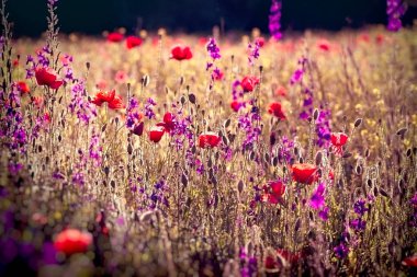 Poppy and purple flowers in meadow, beautiful landscape  clipart