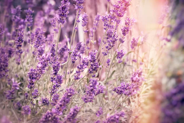 Lavendel Blomma Blomsterträdgård Selektiv Och Mjukt Fokus Blommor — Stockfoto
