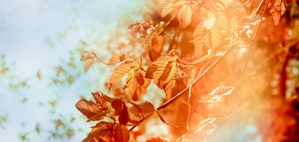 Autumn leaves lit by sunlight, beautiful autumn foliage in late afternoon