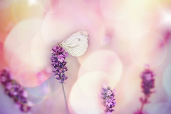 蝴蝶在薰衣草花上 选择性聚焦白蝶 — 图库照片
