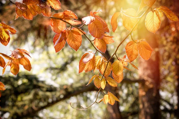 Lindas Folhas Outono Árvore Iluminada Pela Luz Solar — Fotografia de Stock