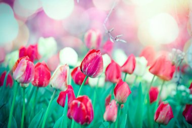 Bahçe güzel çiçeklerle dolu - renkli laleler 