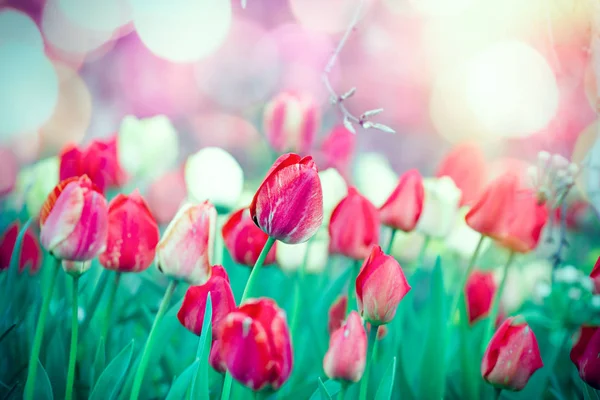 Garden Full Beautiful Flowers Colorful Tulips — Stock Photo, Image