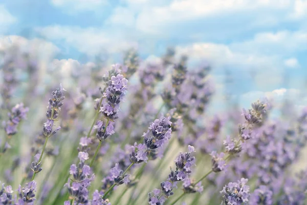 Vacker Lavendel Blomma Trädgård Himmel Och Moln Bakgrunden — Stockfoto