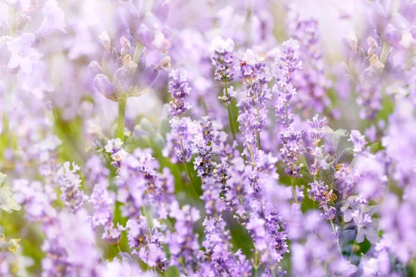 Enfoque Selectivo Suave Flor Lavanda Jardín Flores — Foto de Stock