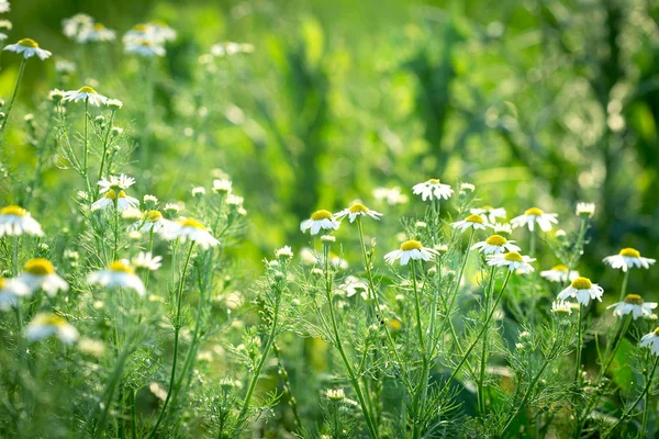 Camomilla Selvatica Nel Prato Bella Natura Estate — Foto Stock