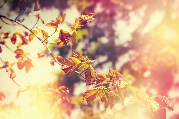 Folhas Outono Árvore Iluminada Pela Luz Solar Bela Natureza — Fotografia de Stock