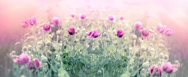 罂粟花 选择性和软的焦点在草甸的紫色罂粟花 — 图库照片