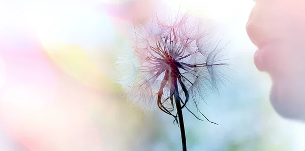 Chico Soplando Una Semilla Diente León Soplando Esponjoso Blowball — Foto de Stock