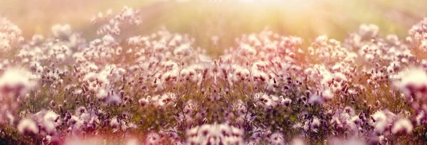 Dry Seed Thistle Burdock Meadow Lit Sunlight Late Afternoon — Stock Photo, Image