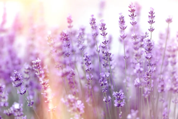 Mjukt Fokus Lavendelblomma Lavendelblommor Belysta Med Solljus — Stockfoto