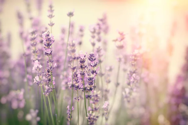 Selektiv Fokus Lavendel Blomma Vackra Blommande Lavendel Blommor Trädgården — Stockfoto