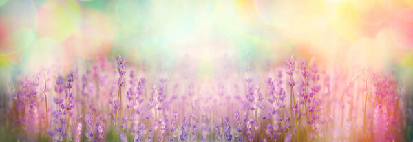 Lavender flower, beautiful lavender flowers in garden, blooming lavender 