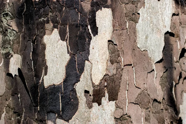木の樹皮クローズアップ テクスチャ — ストック写真