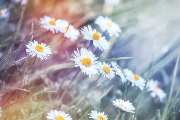 Beauty in nature, beautiful nature, daisy flower in meadow