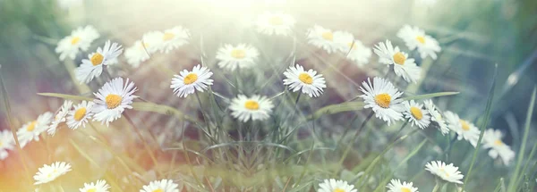草地上美丽的雏菊花 美丽的自然 美丽的自然 — 图库照片