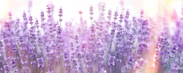 Selectieve Zachte Focus Lavendel Bloem Lavendel Bloemen Verlicht Door Zonlicht — Stockfoto