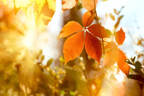 Herbstblatt Schöne Natur Herbst Herbstblätter Baum Späten Nachmittag Von Goldenem — Stockfoto