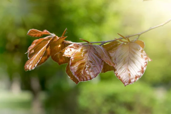 Φθινοπωρινά Φύλλα Κλαδί Δέντρου Όμορφη Φύση Φθινόπωρο — Φωτογραφία Αρχείου
