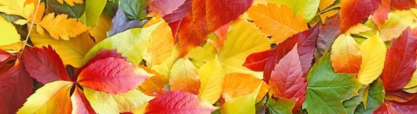 Piękne Kolorowe Jesienne Liście Ziemi Opadające Jesienne Liście Lesie — Zdjęcie stockowe
