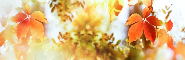 Őszi Levelek Fán Napfény Által Megvilágított Gyönyörű Természet Ősszel — Stock Fotó