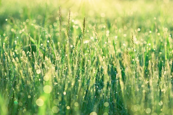 草地上的春草 阳光照亮的草地上的晨露 — 图库照片
