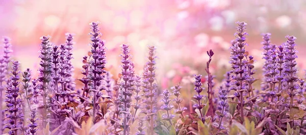 Çiçekli mor çiçekler, çiçek mor çiçek, çayırda güzel doğa 